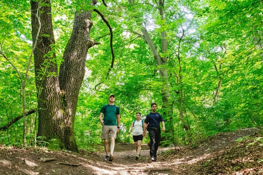 Budapest: Buda Hills Guided Hiking Tour with Optional Lunch - Walking through Normafa’s woods