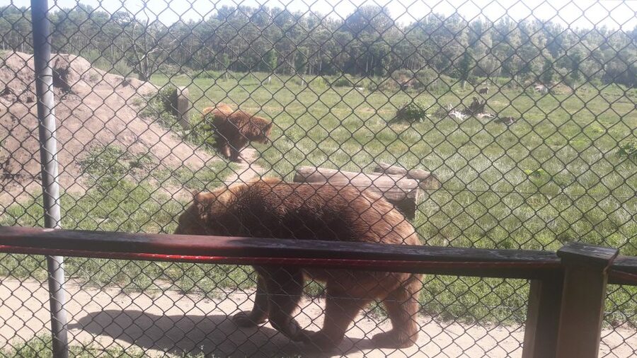 Budapest: Transport & Guided Tour of Bear and Wolf Sanctuary - Is $93 a fair price?