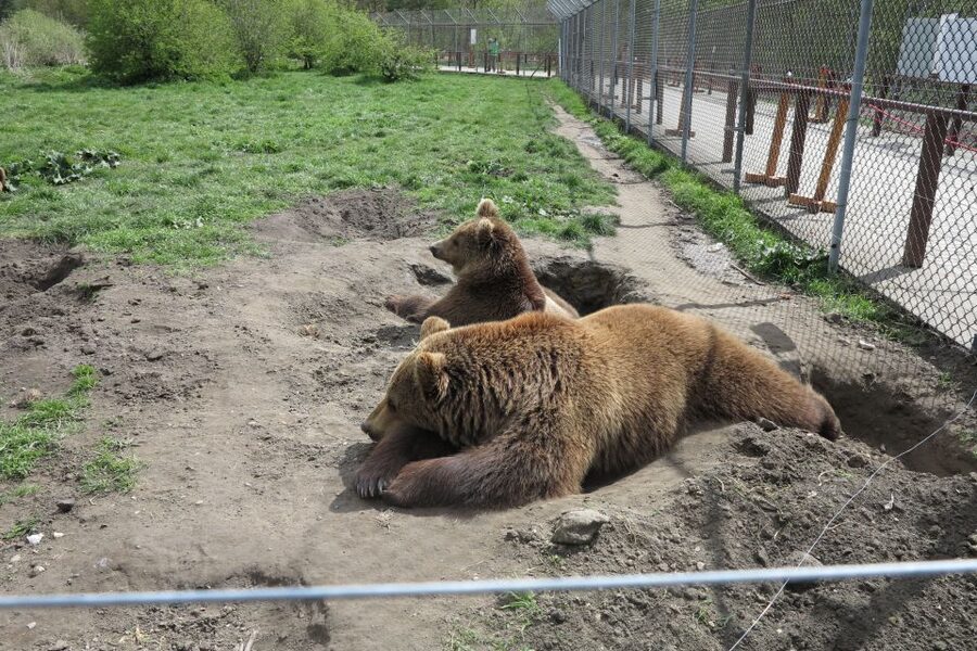 Budapest: Transport & Guided Tour of Bear and Wolf Sanctuary - Why this sanctuary visit is different