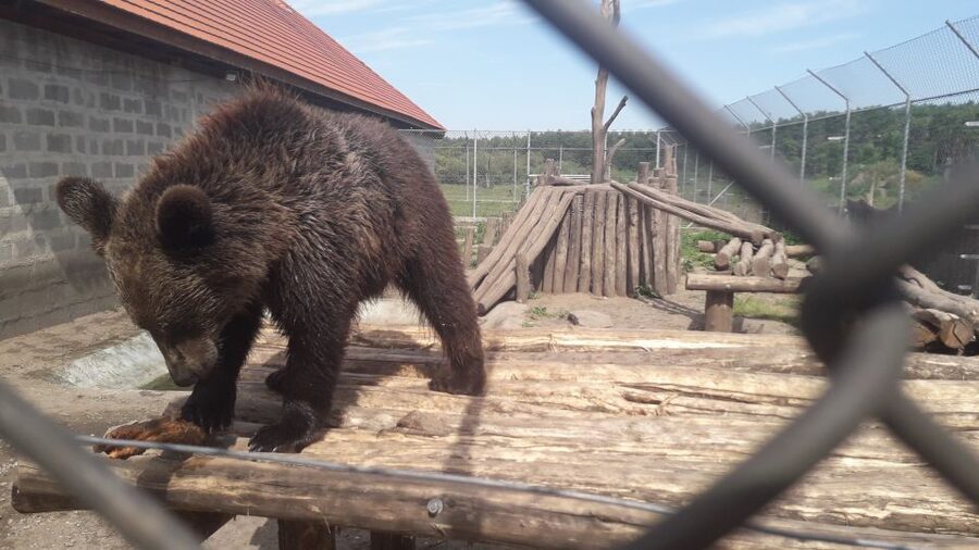 Budapest: Transport & Guided Tour of Bear and Wolf Sanctuary - A 45-kilometre ride through rural Hungary