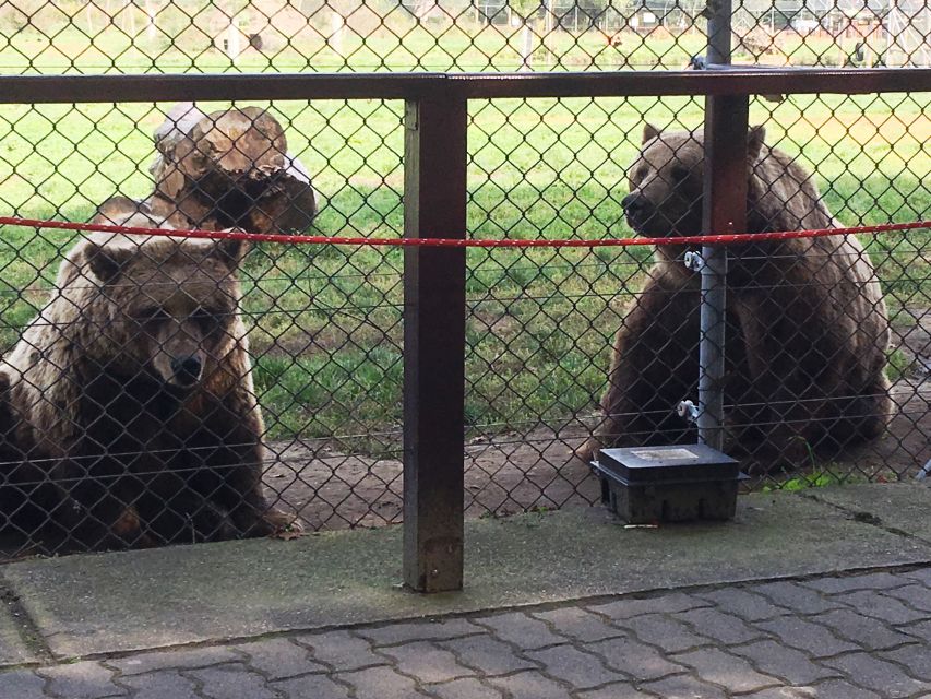 Budapest: Transport & Guided Tour of Bear and Wolf Sanctuary - Feeding the bears safely through the fence
