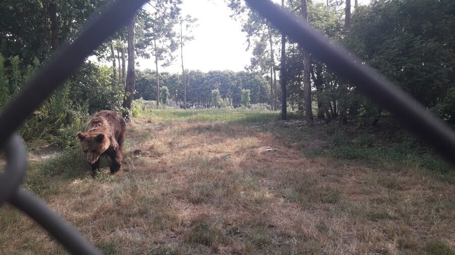 Budapest: Transport & Guided Tour of Bear and Wolf Sanctuary - Brown bears, grizzlies, and the wolves