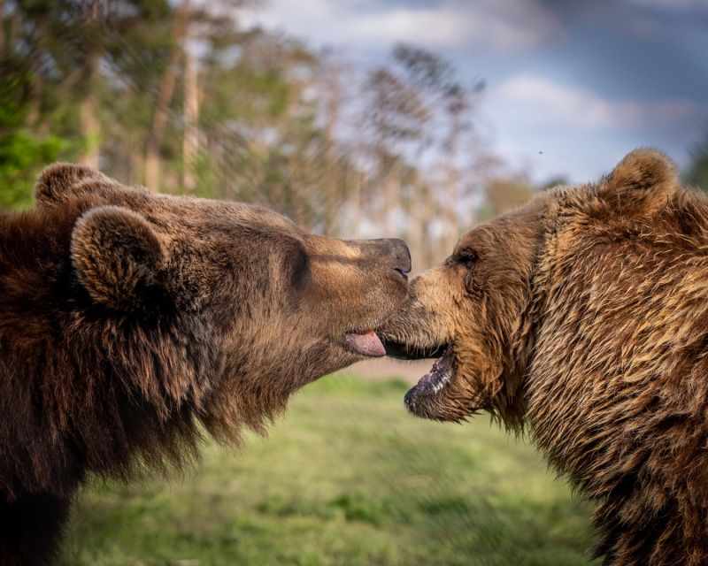 Budapest: Transport & Guided Tour of Bear and Wolf Sanctuary - A rescue facility with an honest tradeoff