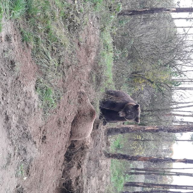 Budapest: Transport & Guided Tour of Bear and Wolf Sanctuary - The guide makes the half-day work