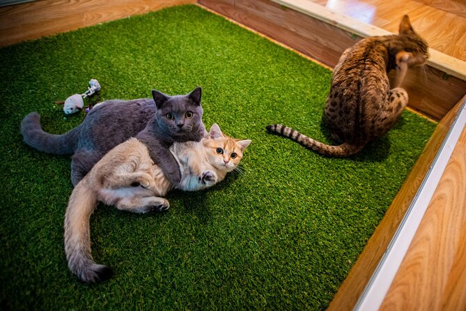 Cat Museum Budapest Entry Ticket - A cat museum with a relaxed Budapest rhythm