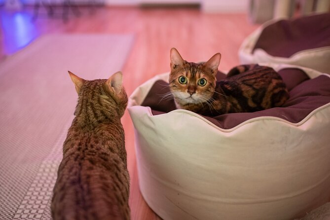 Cat Museum Budapest Entry Ticket - The Jungle Room, short films, and the tablet quiz