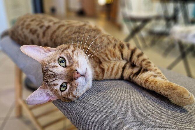 Cat Museum Budapest Entry Ticket - Is the $13.06 ticket good value?