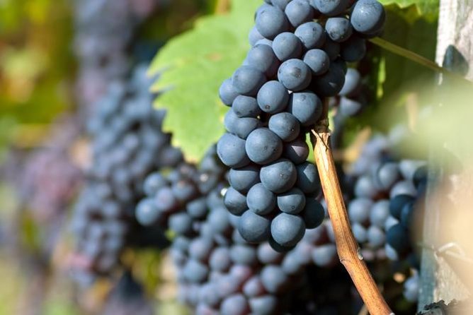 Countryside Half-day Gastro-Wine Tour from Budapest Meal & pickup - Who will enjoy this tour most
