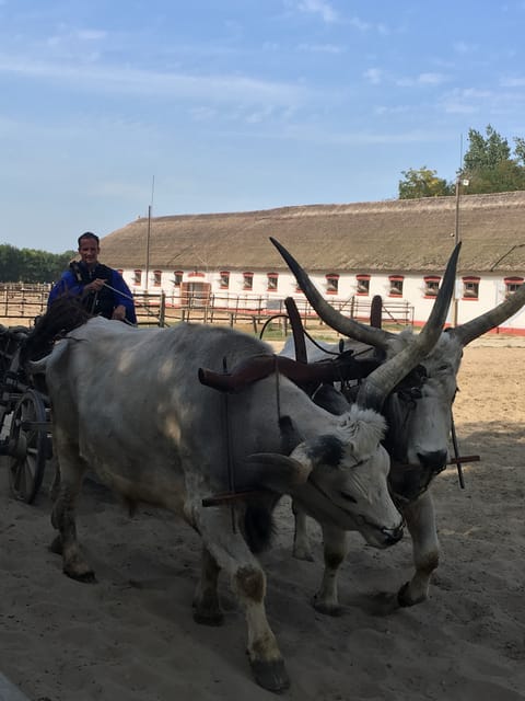 Countryside ranch, horse show & lunch - Why the Hungarian puszta is worth your time