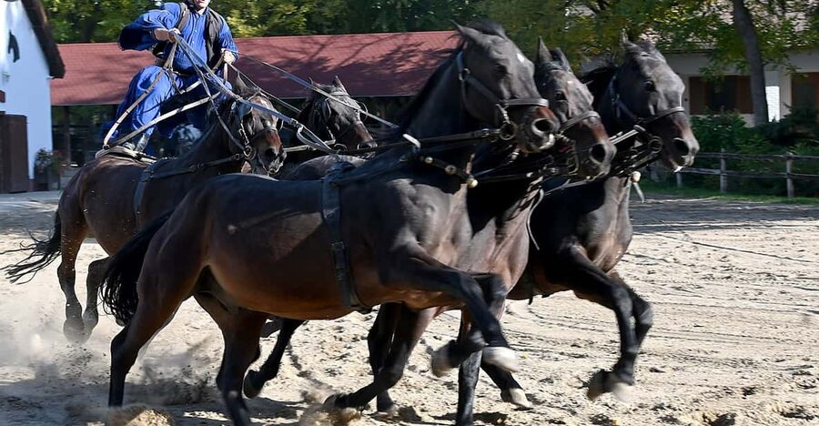 Countryside ranch, horse show & lunch - The horse show and Hungarian cowboy tradition