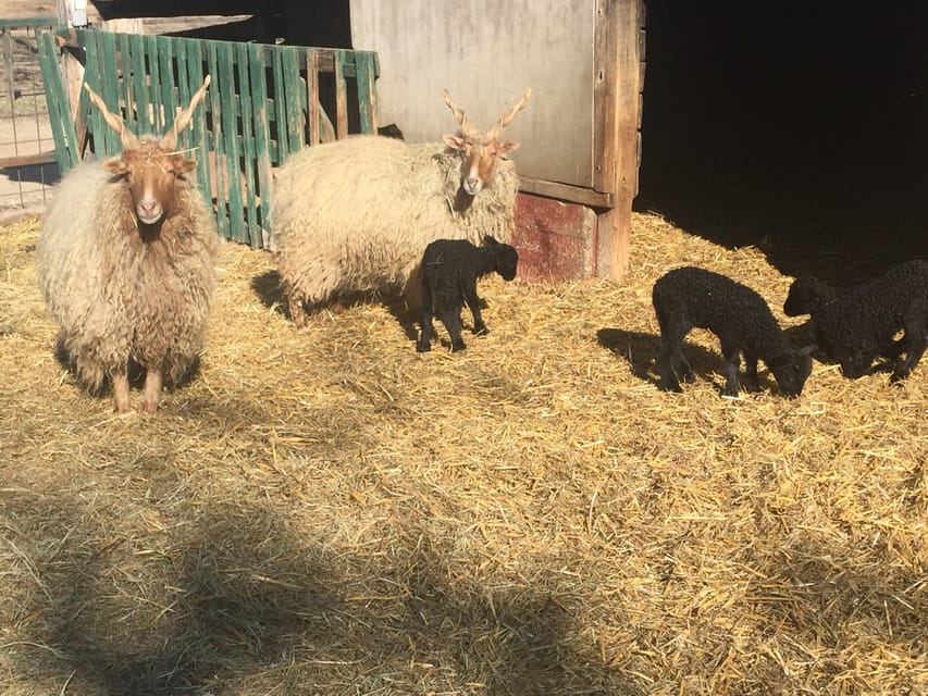 Countryside ranch, horse show & lunch - Grey cattle, Racka sheep, and the farm tour