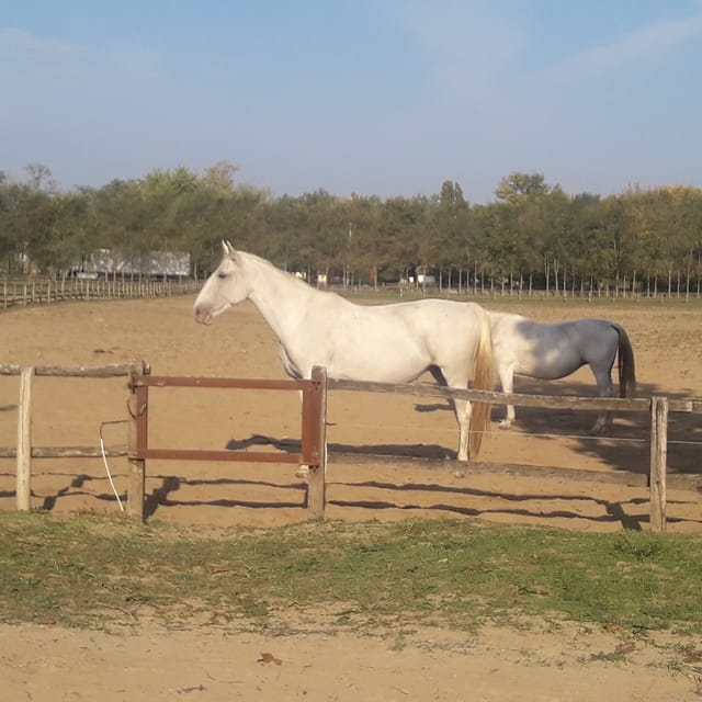 Countryside ranch, horse show & lunch - Is $127 a fair price?