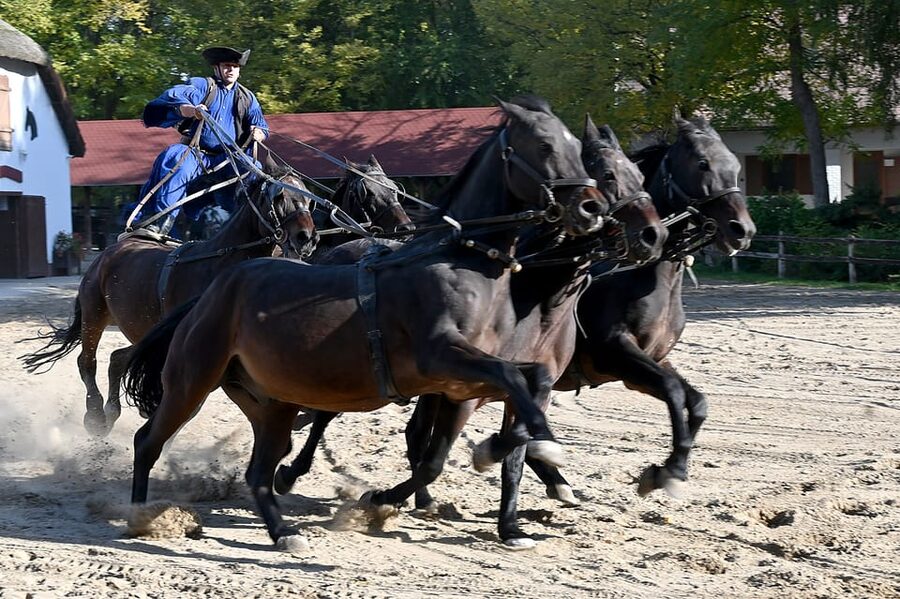 Countryside ranch, horse show & lunch - Meeting at Batthyány tér and riding into the country