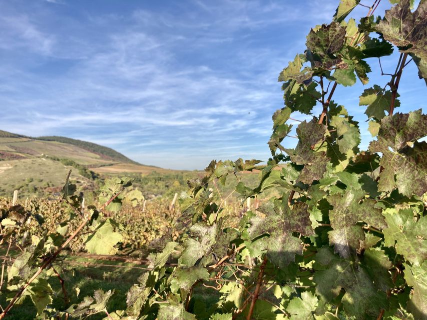 Eger: Countryside, Culture, and Wine Private Tour - What the $300 price really covers