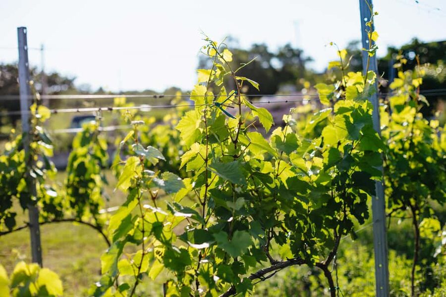 From Budapest: Etyek Wine Tasting Tour with 3-Course Meal - Is $102 a fair price?