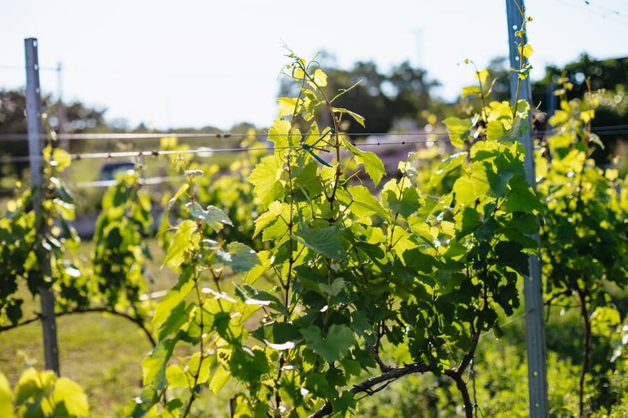 From Budapest: Etyek Wine Tasting Tour with 3-Course Meal - Who should book this Etyek tour?