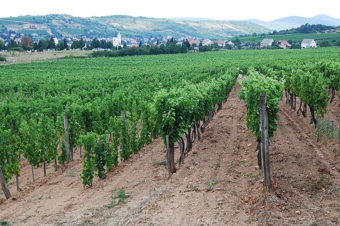 Half Day Tokaj Wine Tasting Tour in Mád Hungary with lunch - Walking Rákóczi Street and tasting local fruit juice