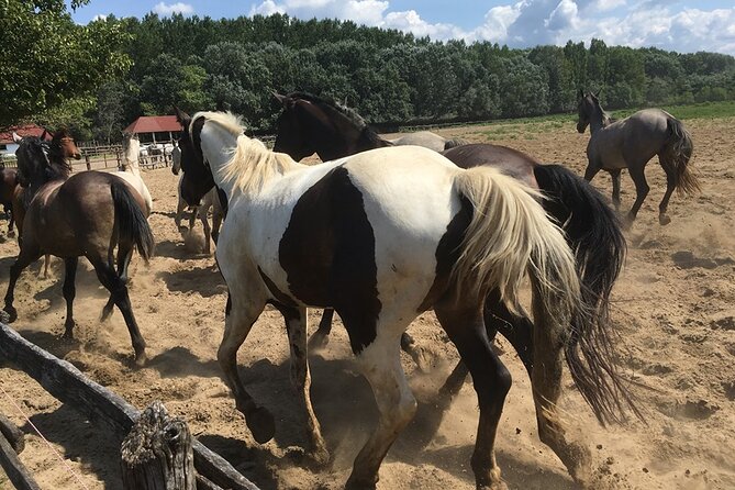 Horseshow on the Hungarian Puszta, private tour from Budapest with entry! - The horse show is a test of control and nerve