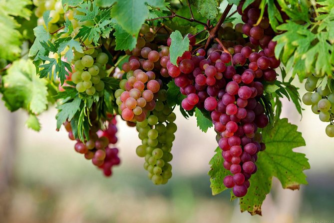 Private Lake Balaton Experience with an unforgettable Wine Tasting - What the private vehicle changes