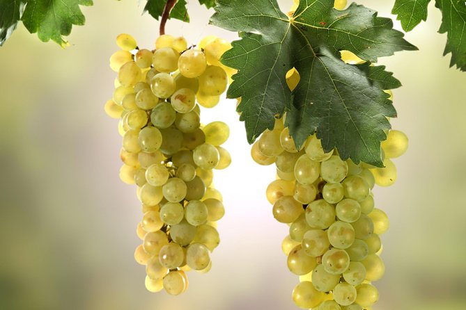 Private Lake Balaton Experience with an unforgettable Wine Tasting - Who will enjoy this Lake Balaton day