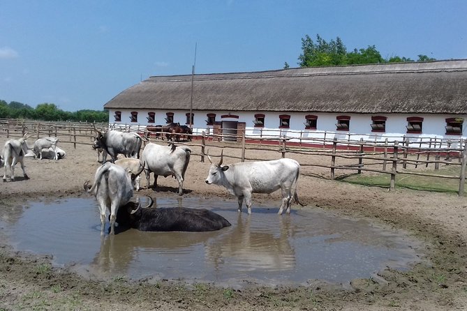 The "Puszta" Horse Show - Timing, group size, and practical planning