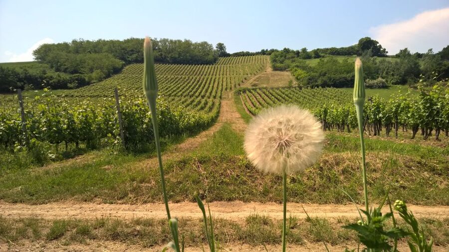 Tokaj: Classic Wine Tasting - Should you book the Hímesudvar tasting?