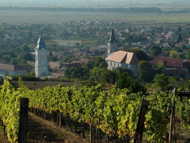 Tokaj Private Day Tour from Budapest - Understanding Tokaji wine in a local cellar