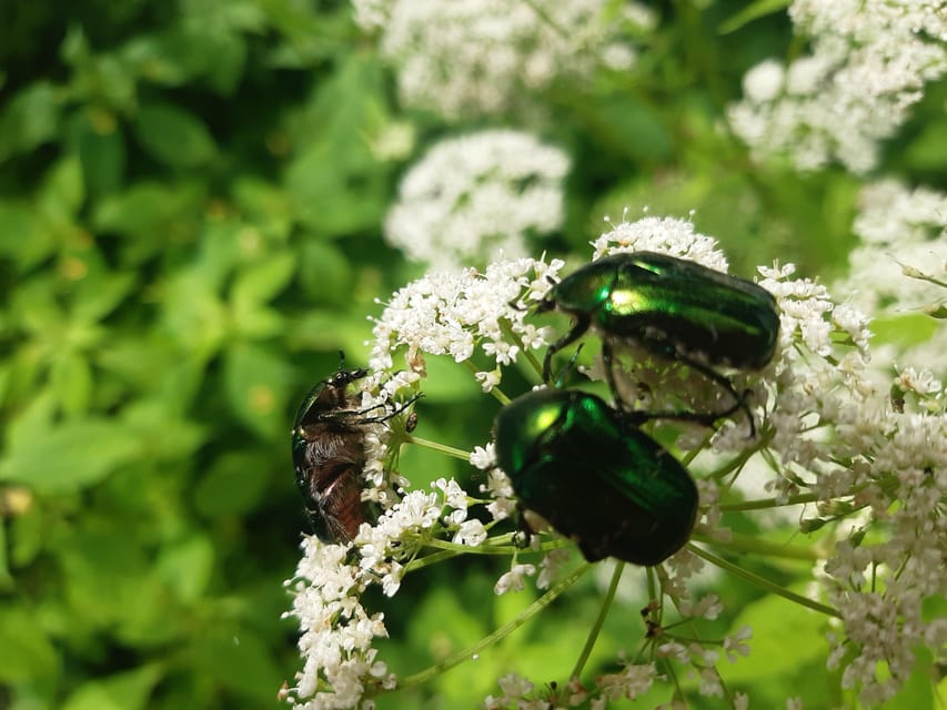 Walk to recent and aged spiritual sanctuaries near Budapest - Who will enjoy this outing most
